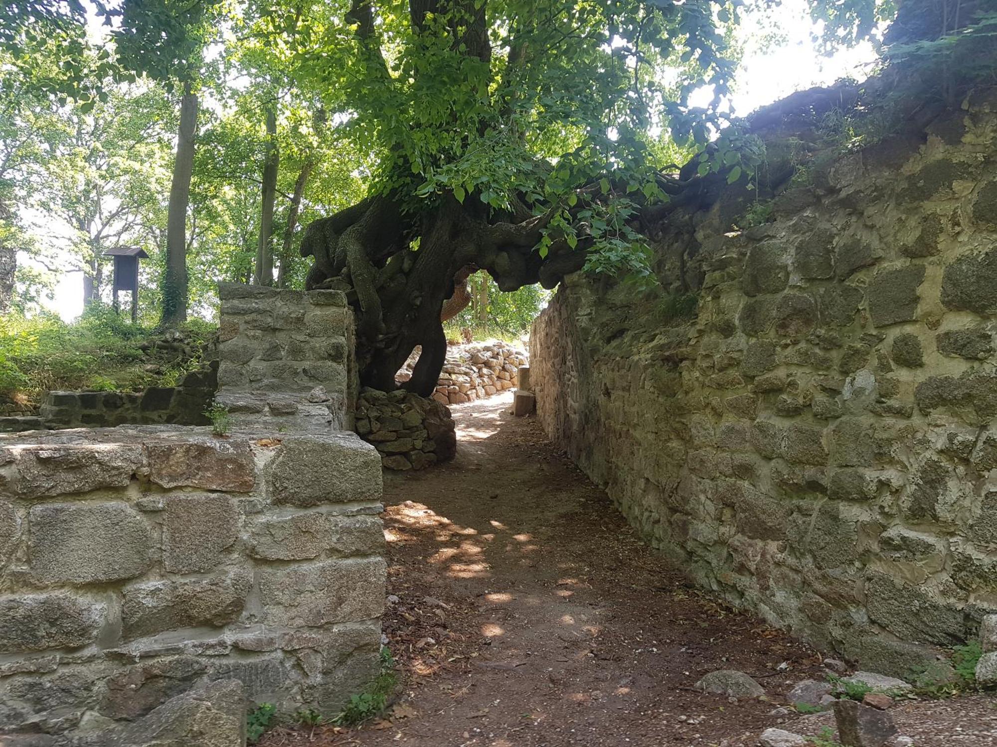 Ferienhaus Renate 7 Thale Dış mekan fotoğraf