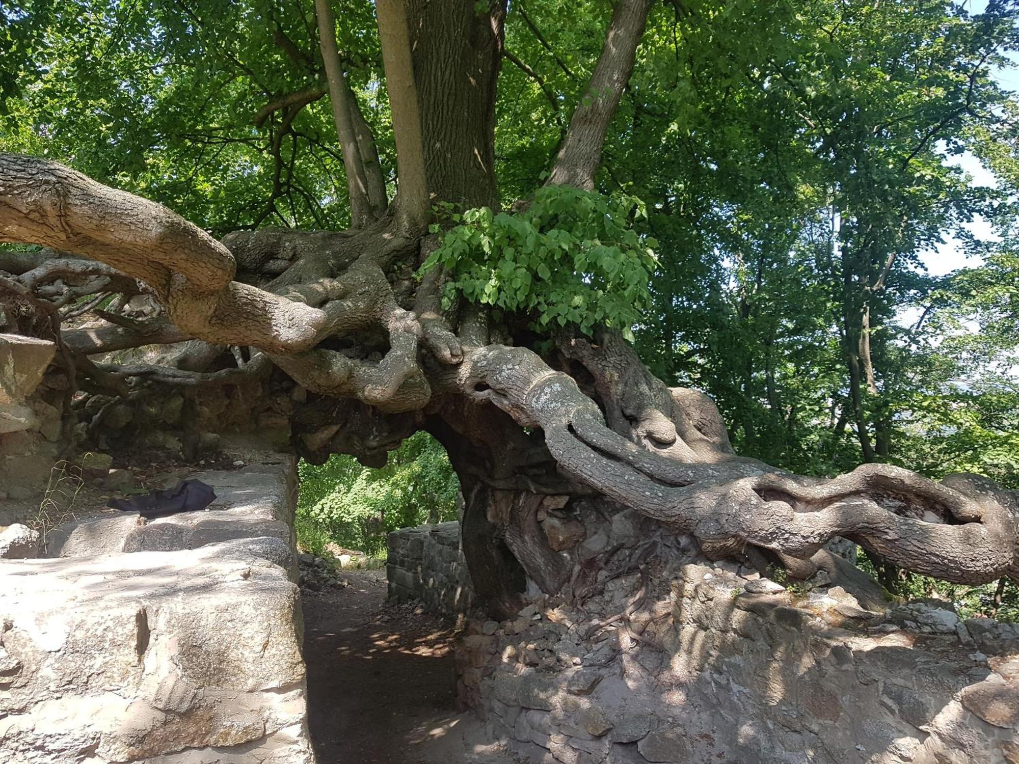 Ferienhaus Renate 7 Thale Dış mekan fotoğraf